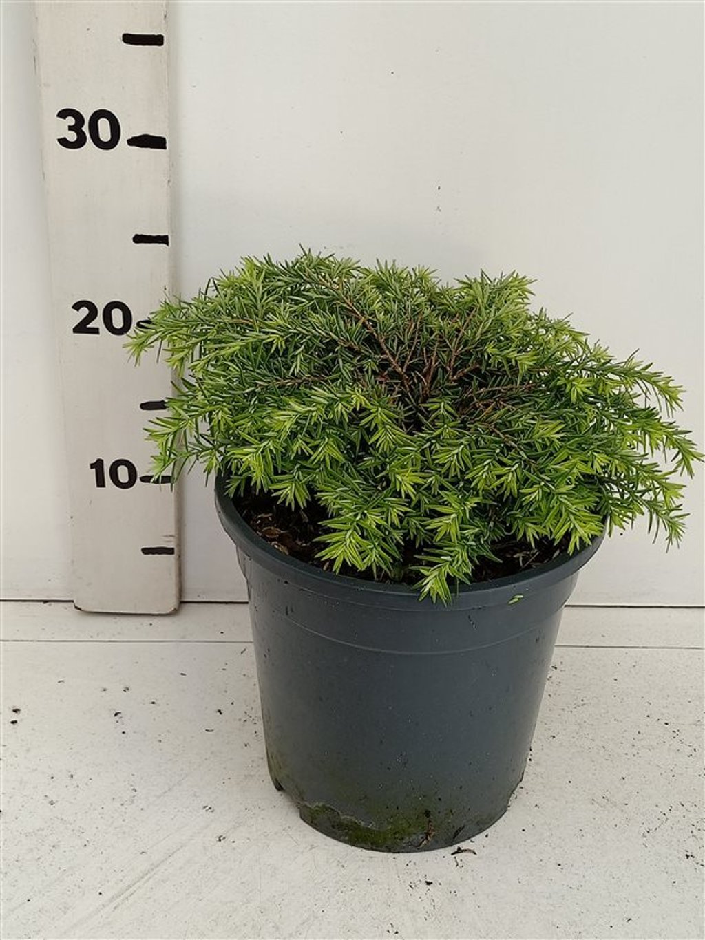 Tsuga can. 'Jeddeloh' - C3 20-25 CM